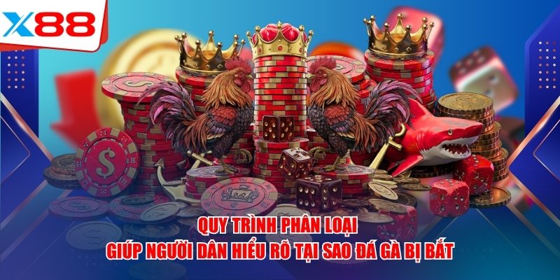 Quy trình phân loại giúp người dân hiểu rõ tại sao đá gà x88 bị bắt